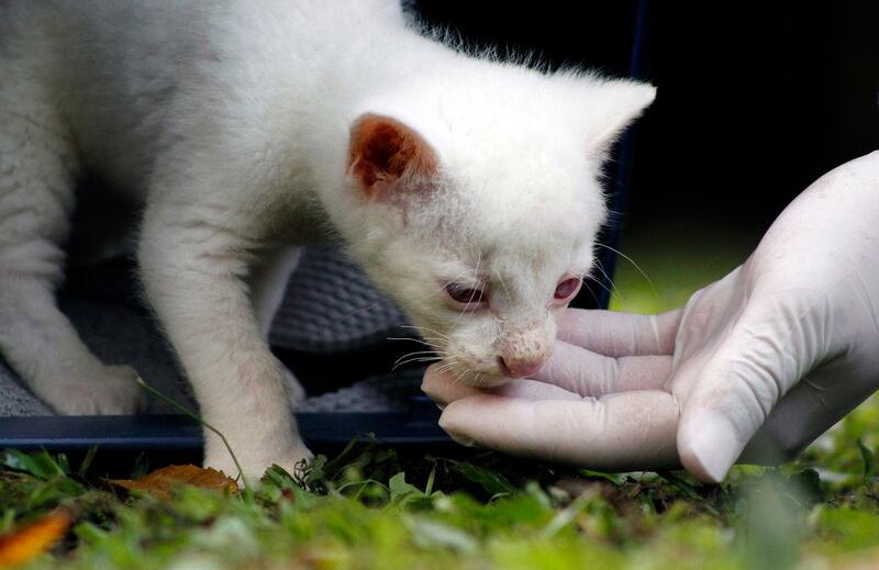 Jaguarandi are a species of wild cat native to the Americas.