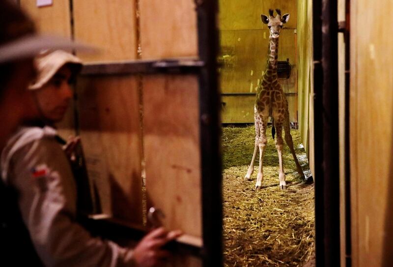 A baby giraffe, born a month ago, named Gema, is seen during a presentation to the media and public at Buin Zoo, on the outskirts of Santiago, Chile, May 17, 2019. REUTERS/Pablo Sanhueza NO RESALES. NO ARCHIVES TPX IMAGES OF THE DAY