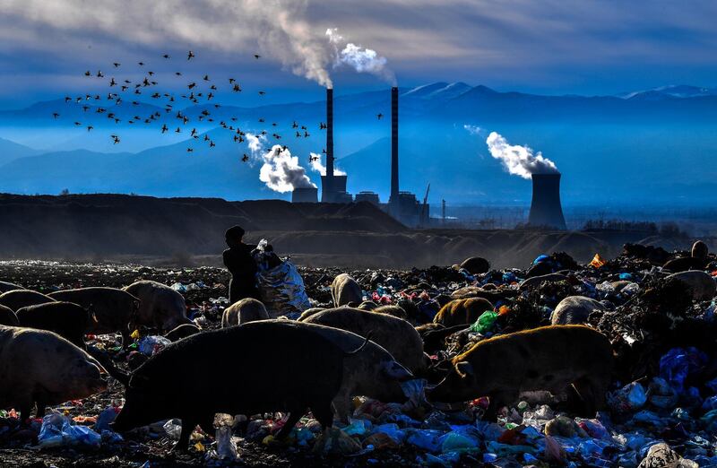 A woman collects plastic bottles while pigs feed at a landfill site in front of the country's biggest thermal power station near the city of Bitola, the Former Yugoslav Republic of Macedonia.  EPA