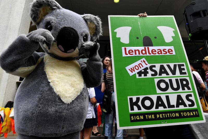 A student holds up a placard as another is dressed as a koala during a rally calling for action on climate change in front of the Liberal Party headquarters in Sydney.  AFP