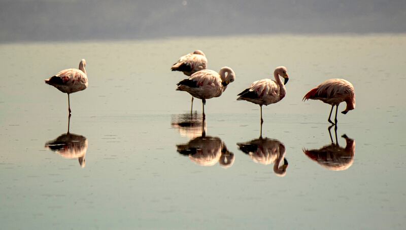 Flamingos in Chaxa Lake at the Salt Flat of Atacama, Chile. AFP