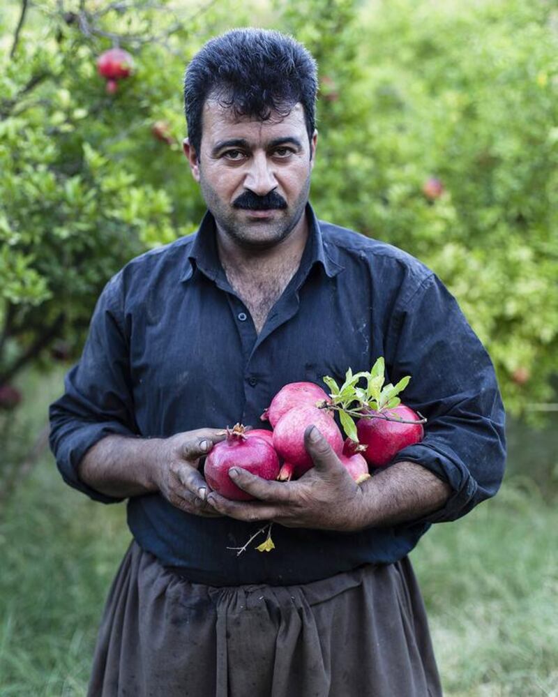 Shakhawan Mohammed collects pomegranates at his farm near Halabja in Iraqi Kurdistan on September 19. Halwest Azad / Metrography