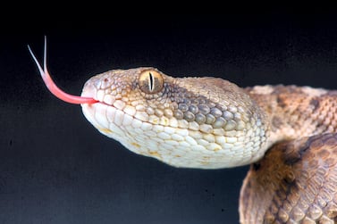 E4CK77 Oman saw-scaled viper / Echis omanensis