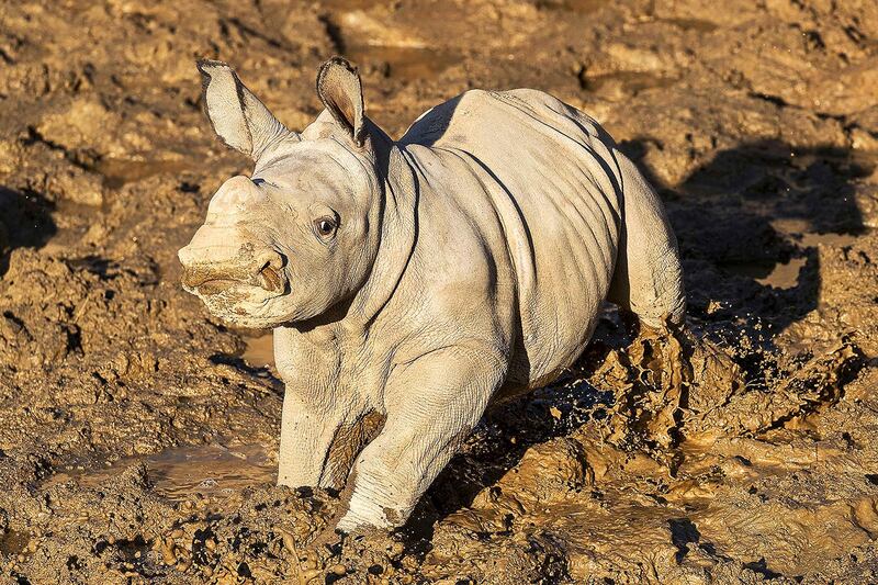 A baby white rhino at the San Diego Zoo. AP