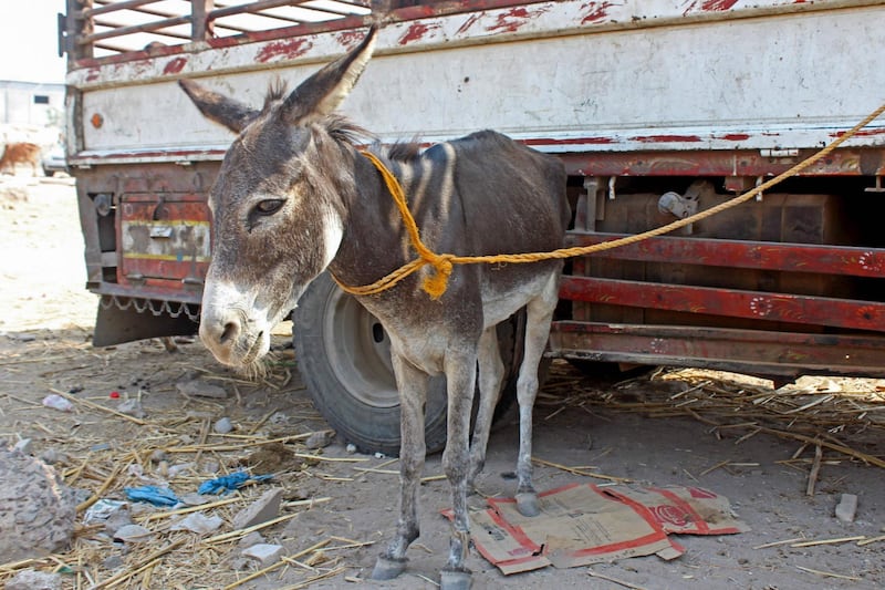 A donkey stands tethered next to a lorry in Aden. The traditional pack animal has returned to favour as civil war hits incomes and fuel supplies. AFP