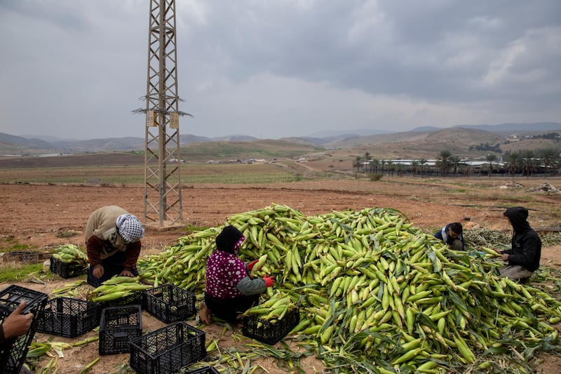 Palestinian farmers pack corn at the Jordan Valley, West Bank. AP Photo