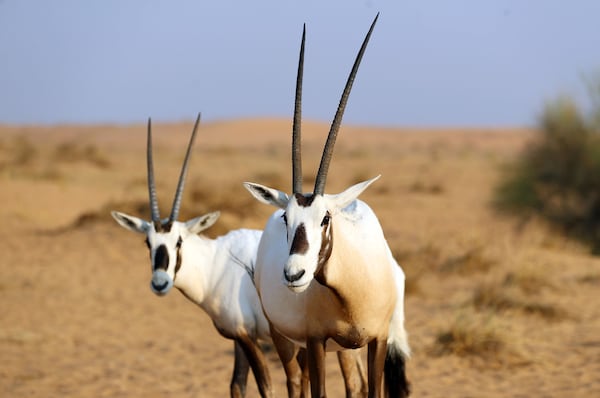 The Arabian oryx was once declared extinct but now there are more than 1,200 living in the Middle East. Chris Whiteoak / The National