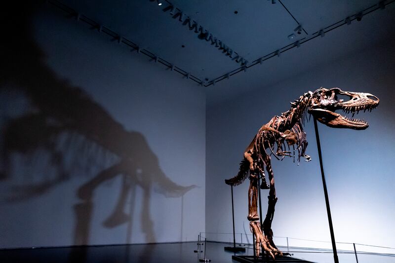 A typical adult weighed about two tonnes, slightly smaller than its more famous relative, the Tyrannosaurus rex. AP