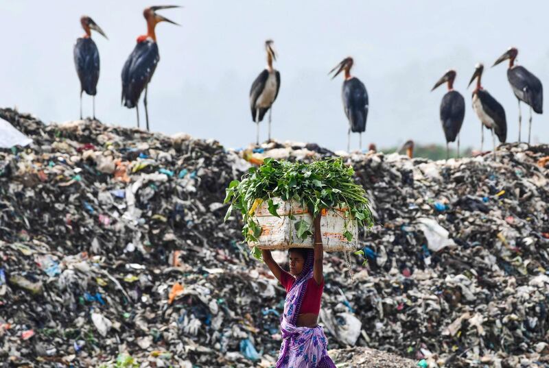 A woman carries food for her cattle past storks standing atop of one of the largest disposal sites in northeast India at the Boragaon area of Guwahati.   AFP