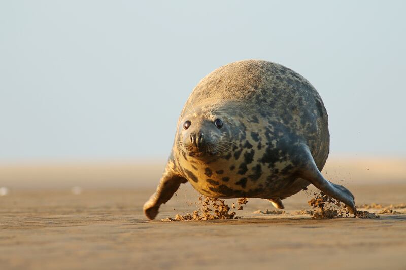 A grey seal on the east coast of England. Adrian-Slazok / Comedywildlife