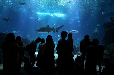 Visitors watch sharks and other fish swimming in the main tank at the Oceanarium in Lisbon, Portugal. AP