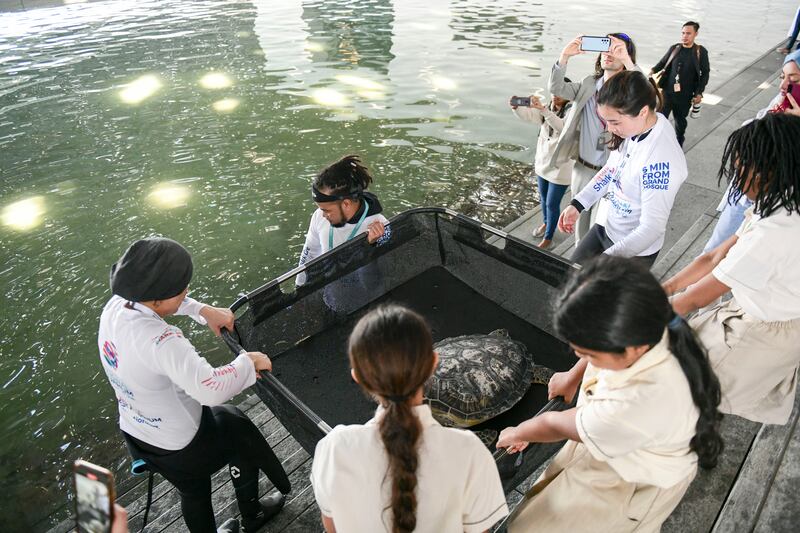 Louvre Abu Dhabi has opened a rehabilitation lagoon that will house rescued sea turtles who are almost ready to swim back to the wild. All photos: Khushnum Bhandari / The National
