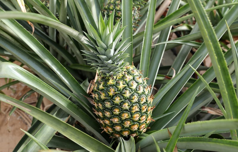 One of the 4,000 pineapples grown at the farm over the past year

