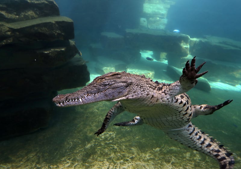 Nile crocodiles are one of the largest and most aggressive of their kind 