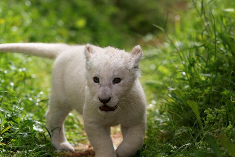 A newly-born white lion cub, named Simba, is seen in Paphos zoo, Cyprus. Reuters