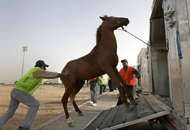 United Arab Emmirates - Abu Dhabi - Feb. 16 - 2009 : Maximo Air Cargo worker try to carry up a horse into a transport box at the Abu Dhabi International Airport. 13 european horses are travelling to Frace after participate in horse race in Abu Dhabi.( Jaime Puebla / The National )  *** Local Caption ***  JP07 Horses.jpgJP07 Horses.jpg