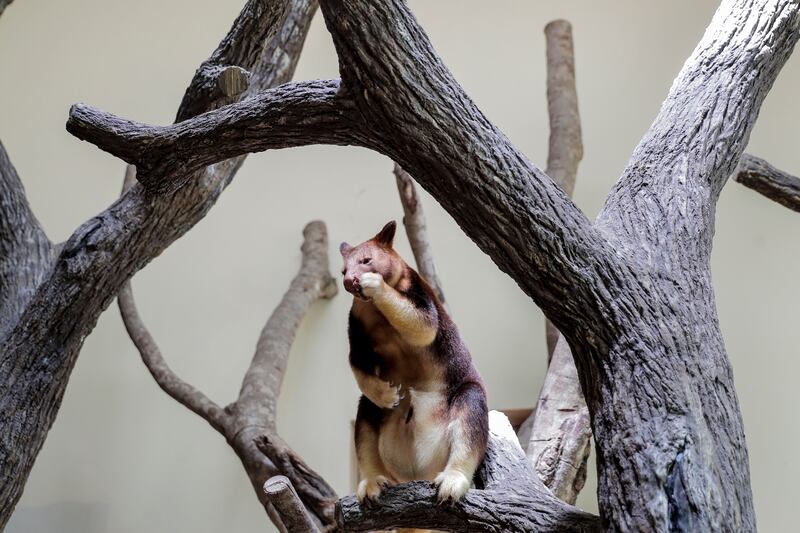 A female Goodfellow's tree kangaroo feeds while perched on a branch inside an enclosure at the Singapore Zoo in Singapore. EPA