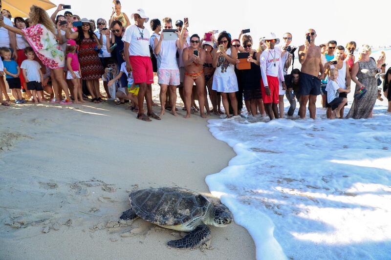 Dubai, United Arab Emirates - November 29th, 2017: PHOTO PROJECT. Turtles are released back into the wild by the Dubai turtle rehabilitation project. Wednesday, November 29th, 2017 at Al Naseem, Dubai. Chris Whiteoak / The National