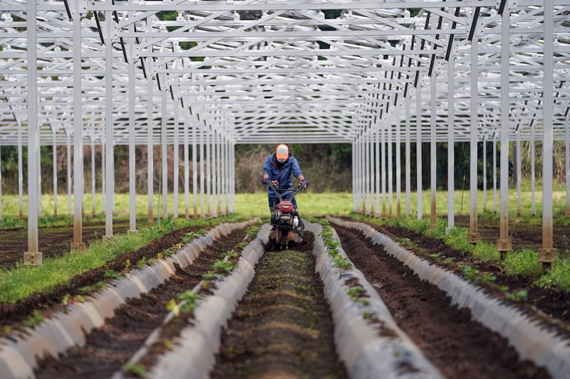 A staff member cultivating a field under solar panels at Ookido Agri-Energy Unit 1, operated by Chiba Ecological Energy in Chiba, Japan. The farm is at the forefront of a scheme called solar sharing – or agrivoltaics – that involves the simultaneous use of farmland for producing crops and generating power. Bloomberg