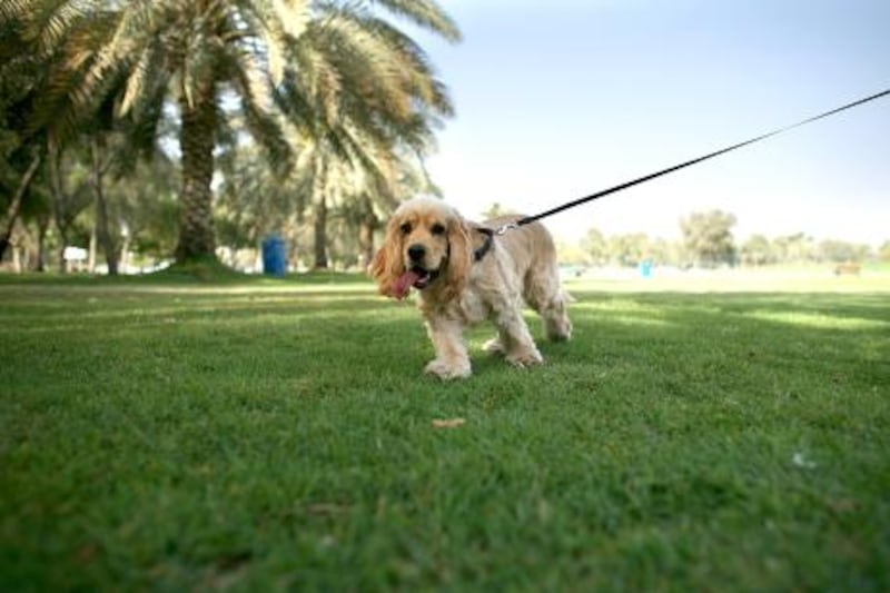 April 19, 2009 / Abu Dhabi / (Rich-Joseph Facun / The National) A dog is taken for a walk while on a leash at a park on15th Street in Abu Dhabi, Sunday, April 19, 2009. Abu Dhabi Municipality has submitted a draft by-law to regulate the keeping and controlling of pets. The new pet ordinance, which is expected to be approved within the next two months, will restrict pets from beaches and parks and also  require the pet owners to keep their animals on leashes.  *** Local Caption ***  rjf-0419-dogs004.jpg