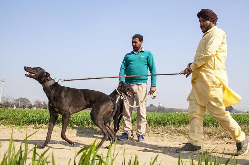 Bindar Singh , 42, from Shahpur , with his race dog New Zealand.