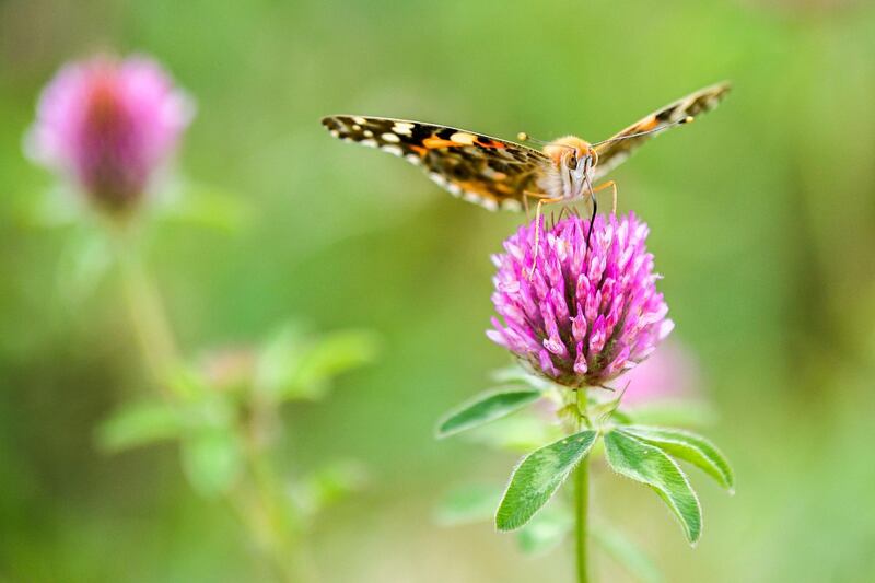 A painted lady butterfly rests on the blossom of a red clover in Greetsiel, northern Germany.  AFP