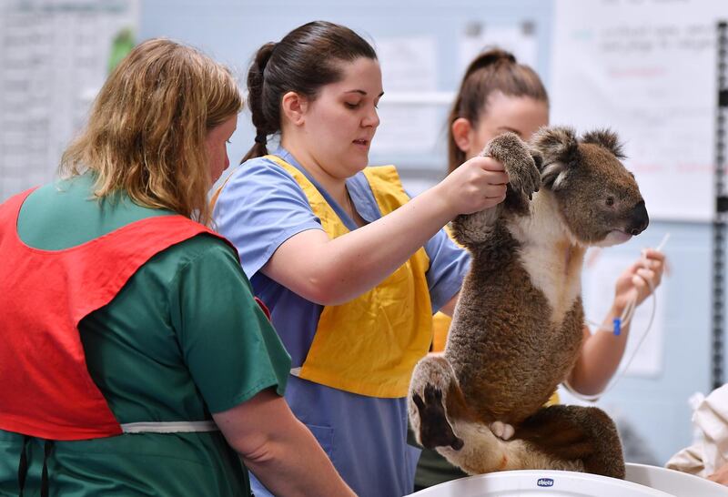 A male koala is weighed by vets and nurses at the Adelaide Koala Rescue emergency set up at Paradise Primary Schools gymnasium in Adelaide, Australia. Getty Images