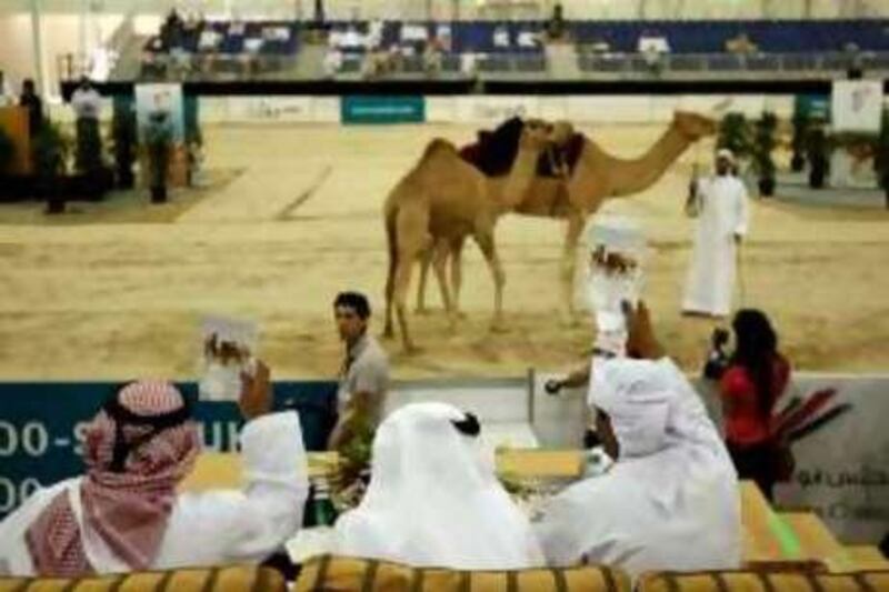 ABU DHABI, UNITED ARAB EMIRATES - October 9, 2008: Men participate in a camel auction at the Abu Dhabi 2008, International Hunting and Equestrian Exhibition, which runs from October 8 - October 11 at the National Exhibition Centre. 
( Ryan Carter / The National ) *** Local Caption ***  RC003-HuntExh.JPG