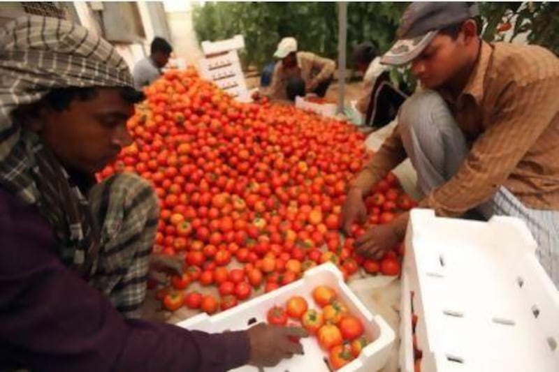 Farm workers tend to the tomato crop on a farm in Liwa. The UAE has plans to produce sun-dried tomatoes that have been rising in demand. Sammy Dallal / The National