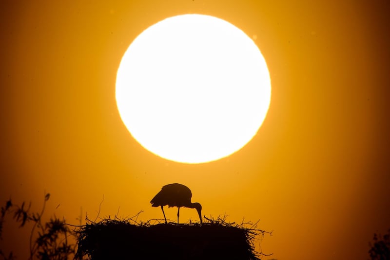 A stork rests in its nest as sun sets near Grasdorf close to Hanover, northern Germany. Julian Stratenschulte / AFP
