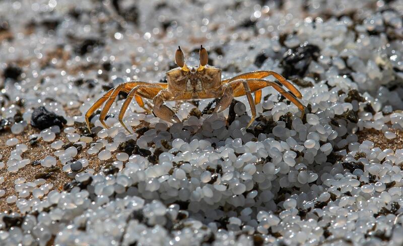 A crab roams on a beach polluted with polythene pellets that washed ashore from burning ship 'MV X-Press Pearl'. AP Photo