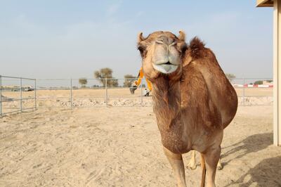 Dubai, United Arab Emirates - April 7, 2015.  Injaz, the cloned camel celebrates her 6th birthday and is pregnant.  She cooperated by looking at the camera, at the Reproductive Biotechnology Centre.  ( Jeffrey E Biteng / The National )  Editor's Note; Mel S reports. *** Local Caption ***  JB070415-Injaz03.jpg