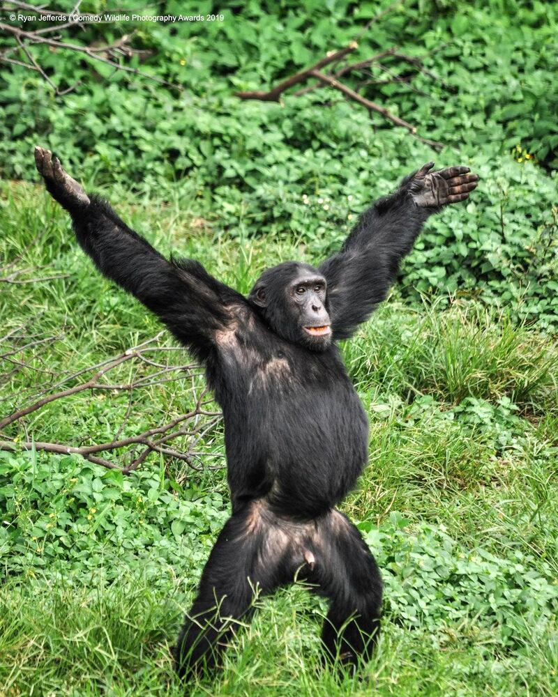 The Comedy Wildlife Photography Awards 2019
Ryan Jefferds
Houston
United States
Phone: 8595127028
Email: ryanjefferds@gmail.com
Title: I'm Open!
Description: This chimpanzee was waving his arms around like a wide reciever to get the keepers to throw him some fruit during feeding time at the Ngamba Island Chimpanzee Sanctuary near Entebbe, Uganda.
Animal: Chimpanzee
Location of shot: Ngamba Island Chimpanzee Sancuary, Uganda
