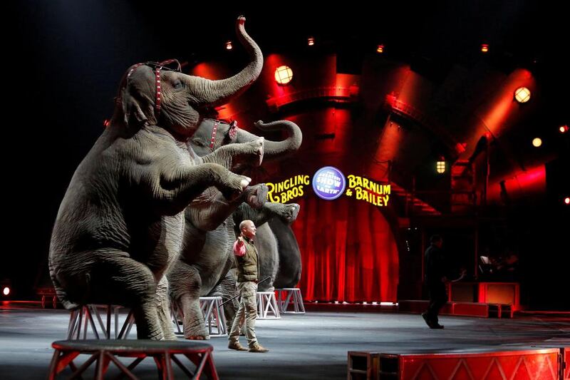 Elephants performing during Ringling Bros and Barnum & Bailey Circus show in 2016, shortly before curtains came down on the company. Andrew Kelly / Reuters