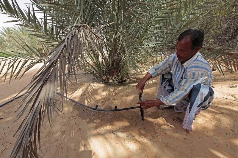 Indian farmer Zakariya Jalaludi, 54, fixes the water spout for a date palm at an Abu Dhabi plantation. Jeffrey E Biteng / The National