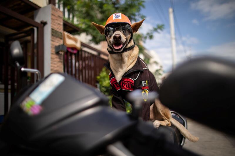 Bogie, the pet dog of motorcycle enthusiast Gilbert Delos Reyes. All photos courtesy of Reuters