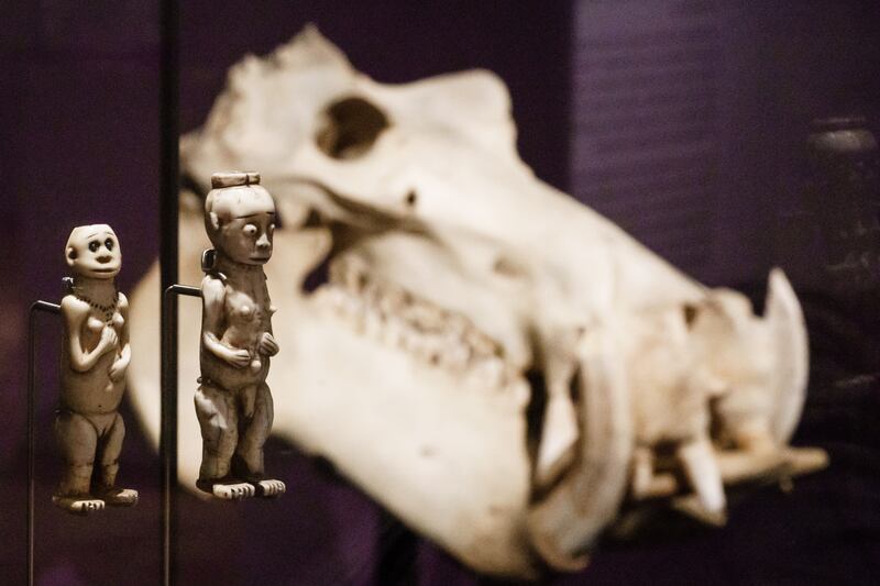 Exposed ivory and an animal skull are on display at the exhibition 'Terrible Beauty - Elephant - Human - Ivory'.