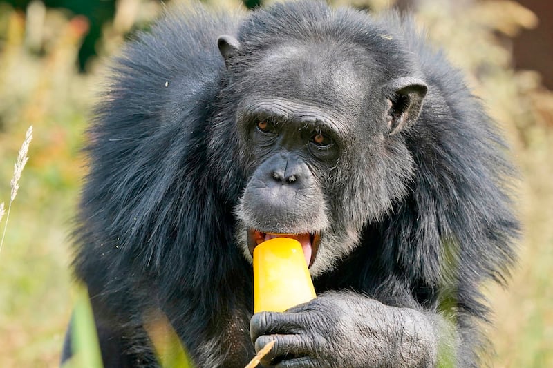 Chippy the chimpanzee enjoys an ice treat at Blair Drummond Safari and Adventure Park, near Stirling. AP