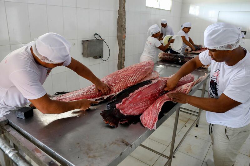 Prized for its skin as much as its flesh, the pirarucu has long been a staple for indigenous people who hunt the air-breathing fish in lakes in the Javari Valley. AFP