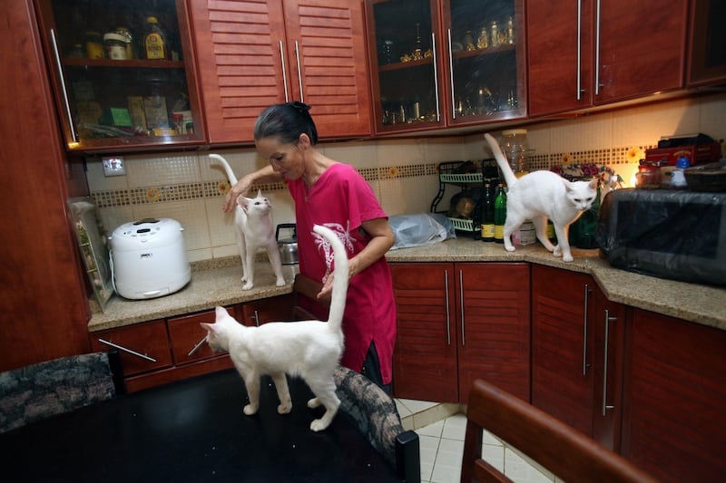Dubai, UAE - July 15, 2009 - Petra Mueller pets Arabian Maus in her kitchen. Mueller has over 80 rescued cats living in her home, many of them considered to be a species of cat native to UAE, called the Arabian Mau. (Nicole Hill / The National) *** Local Caption ***  NH CATS03.jpg