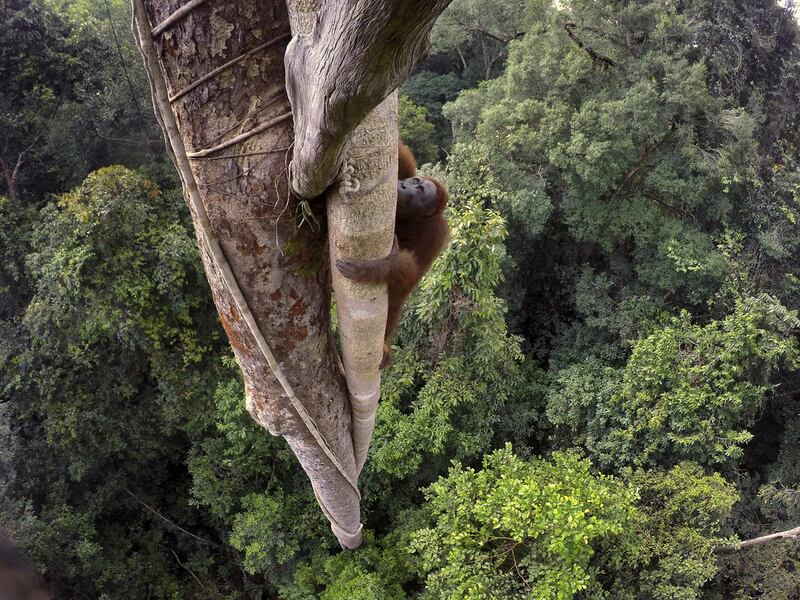 A Bornean orangutan in a tree in the Indonesian rainforest of Gunung Palung National Park, in West Kalimantan, Indonesia. AP