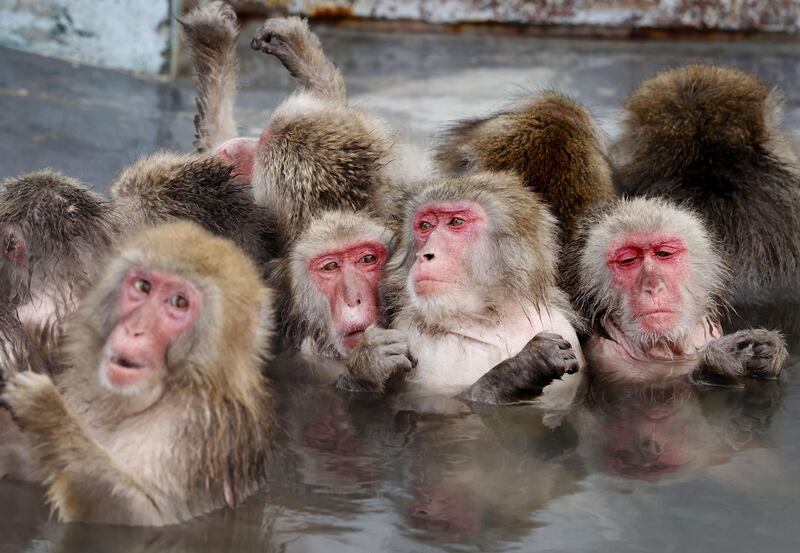 Japanese macaques soak in a hot spring at the Hakodate Tropical Botanical Garden in Hakodate, on Japan's northernmost main island of Hokkaido. Reuters