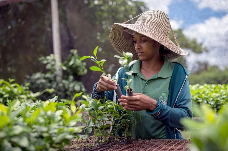 A worker selects lemon trees for future implants with orange plants in Rio Real. Yasuyoshi Chiba / AFP