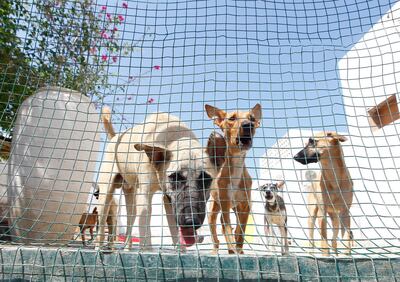 Umm Al Quwain, United Arab Emirates - October 12, 2014.  Some of the 160 dogs rescued from the streets all over the country by Amirah William together with her SOS rescue team.  ( Jeffrey E Biteng / The National )  Editor's Note; Rezan O reports.  They were aggressive without Amirah William.