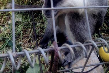 Tachtouche, a vervet monkey kept by Sister Beatrice Mauger in south Lebanon before he escaped. Courtesy Sister Beatrice Mauger
