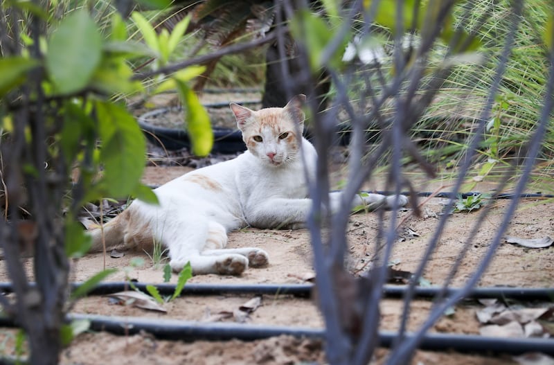 Buster, a stray cat that lives on the grounds of Al Bandar community, at Al Raha Beach, faces expulsion. Khushnum Bhandari / The National