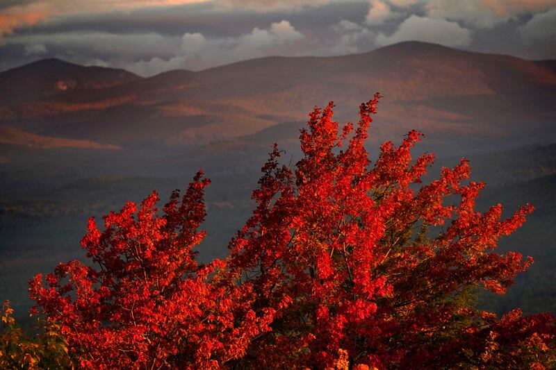 A maple tree shows off its autumn foliage Thursday, Sept.  29, 2022, in Bridgton, Maine.  The cool temperatures and recent rainy weather have been responsible for the increasing color display of the state's hardwood trees.  (AP Photo/Robert F.  Bukaty)