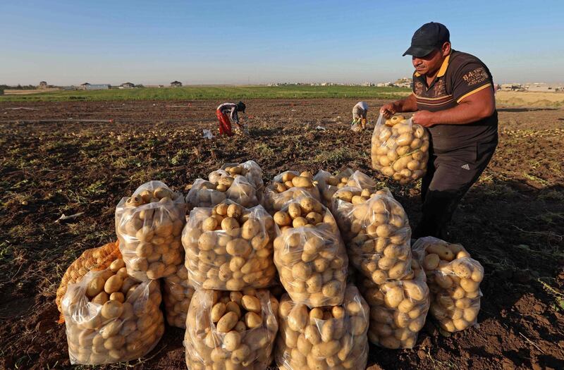 Farmers and pickers lift, sort and bag potatoes during the harvest in Bardarash district, near the Kurdish city of Duhok in Iraq's autonomous Kurdish region. AFP