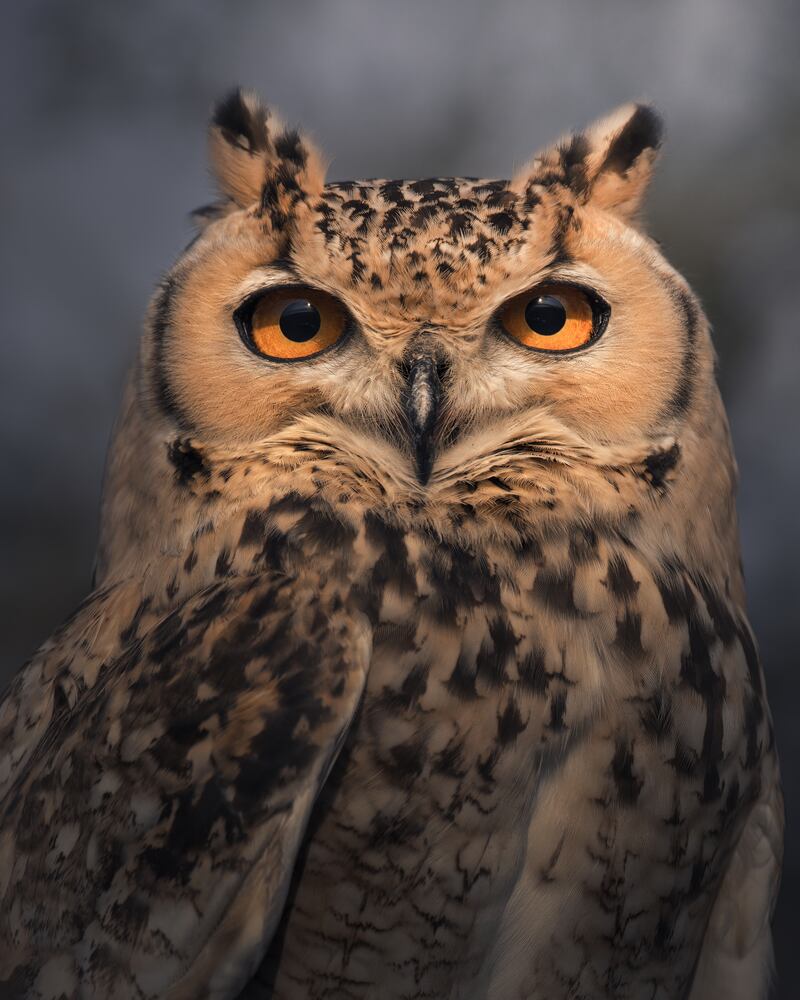 Rahul Bansal from India, winner in the Portfolio category, UAE Wildlife subcategory.