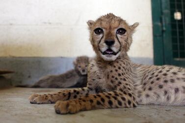 Cheetah and tiger cubs are highly sought after by collectors despite global and local efforts to tackle the trade. Sammy Dallal / The National